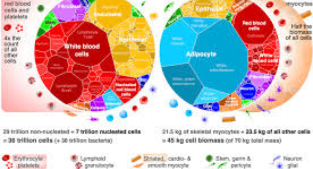 Total Nucleated Cell and Viable Cell Counts
