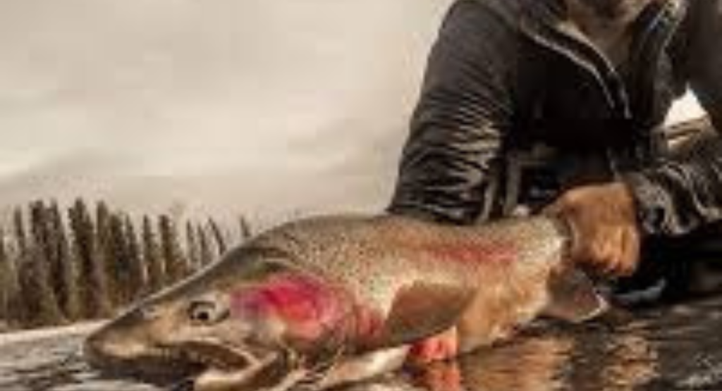 Kenai River Fish Counts