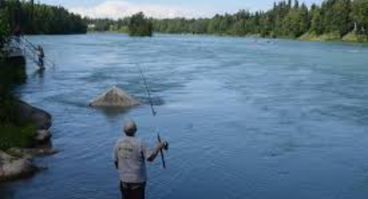 Kenai River Fish Counts